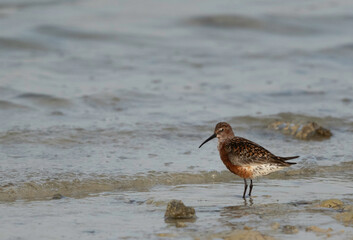 Curlew Sandpiper in breeding plumage at Busaiteen coast of Bahrain during low tide
