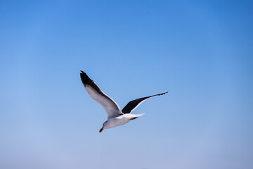 seagull in flight