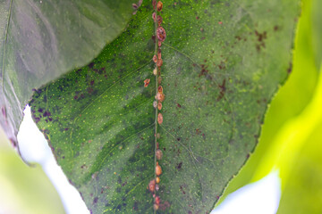 Rußtaupilz und Blattläuse auf einer Pflanze, Makroaufnahme