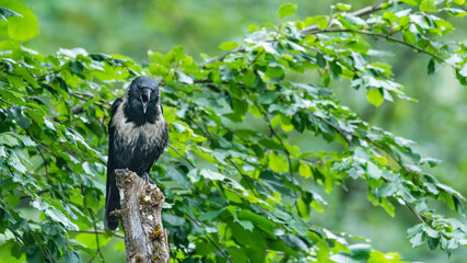 bird, natur, baum, tier, ast, wild lebende tiere, schnabel, black,