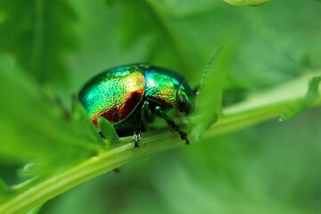 Beetle (chrystolina fastuosa )
 hiding in the leaves

