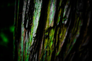 鬱蒼とした森のイメージ（高尾山）