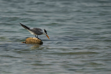 Greater Crested Tern perched on a float at Busaiteen coast, Bahrain