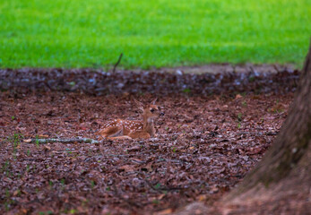 Baby Deer Resting
