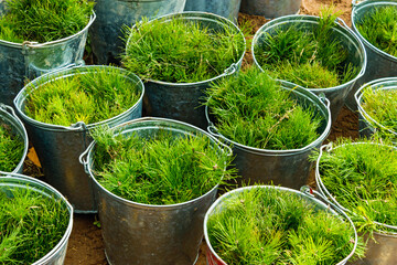 pine seedlings in tin buckets prepared for planting