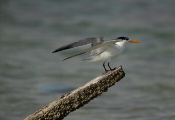 Greater Crested Tern on a wooden log at Busaiteen coast of Bahrain