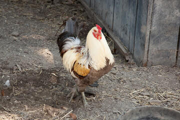 Rooster in a barnyard