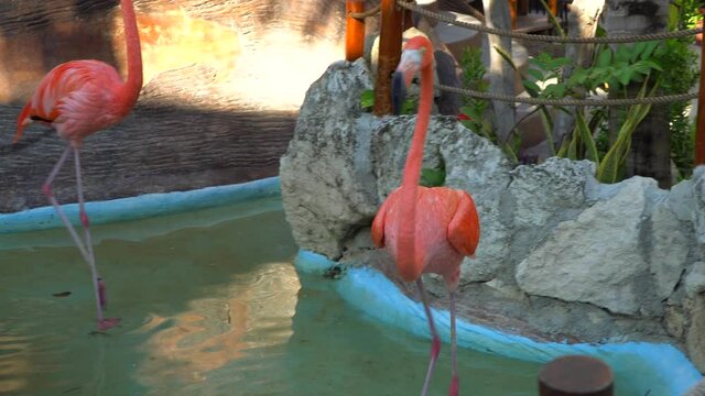 4k Pink Flamingo walks in pond