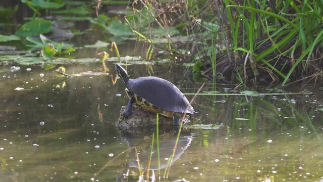 common cooter turtle sunbathing on limestone rock in everglades swamp