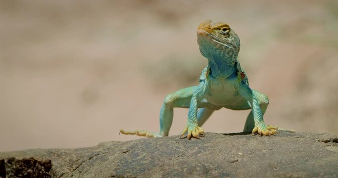 Low Angle Collared Lizard on rock looks towards camera and stands up