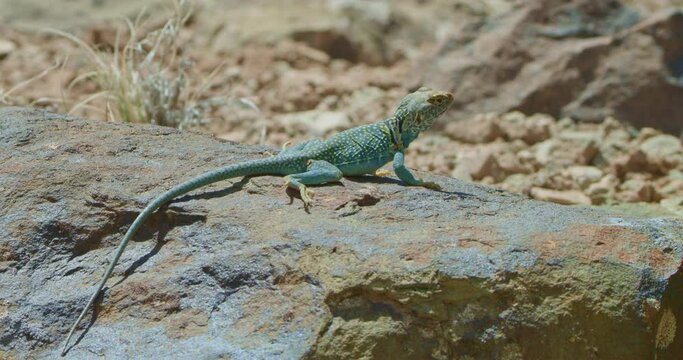 Low Angle Collared Lizard onflat blue rock