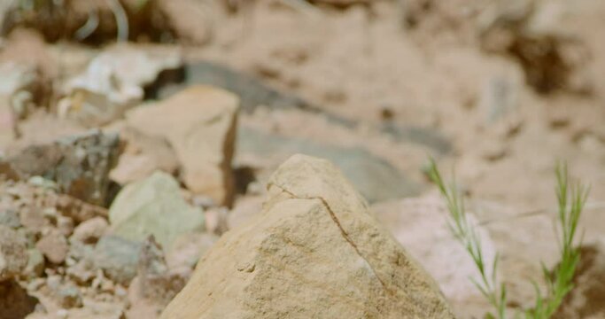 Collared Lizard looking at camera through heat signatures