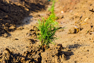 small pine seedlings planted in wet soil closeup