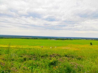 Fototapeta premium Green field with blue sky
