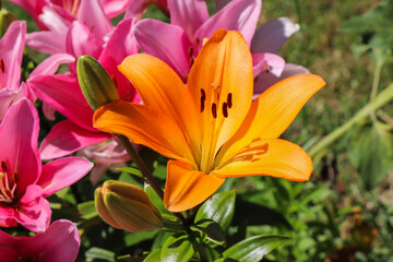 orange lily flower in the garden