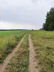 Forest road through a green field