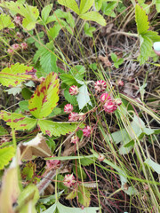 Bush with strawberries