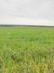 Obraz premium Green field with blue sky