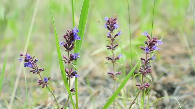 Plant with little blue bells, Penstemon procerus or Littleflower penstemon, blooms in a sunny meadow, wild ornamental flower blowing in the wind