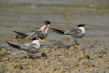 Greater Crested Tern at Busaiteen coast during low tide, Bahrain