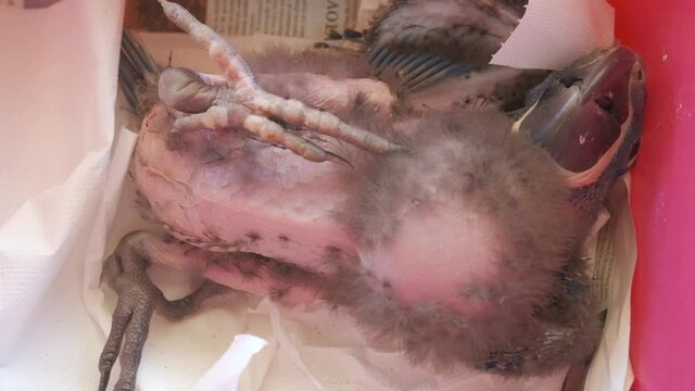 Close-up of the featherless belly of a baby Hyacinth Macaw parrot in captivity.