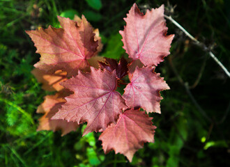 Bright colorful pink red leaves of a small maple tree. Sunlight hitting the leaves. Leaf close up.