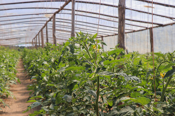 small tomatoes in the growing tunnel - obrazy, fototapety, plakaty