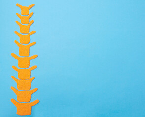 Human spine model on a blue background. The concept of youth and flexibility of the human spine. Copy space for text, elasticity