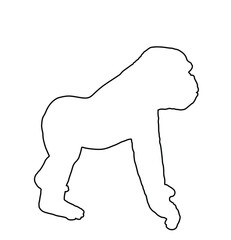 Gorilla vector line contour silhouette isolated on white background. Big monkey symbol. Wild life from Africa. Family of primates. Male Gorilla, King Kong sign.