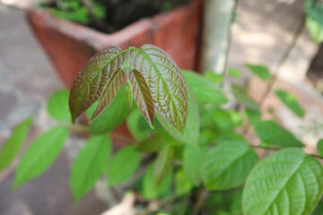 Close up of newly Fresh born pink leaves of Mitragyna speciosa (Kratom Plant). This plant also used...