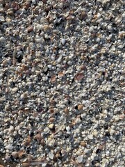 Fondo conchas marinas