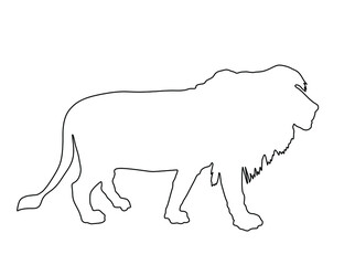 Lion vector line contour silhouette illustration isolated on white background. Animals king. Big cat. Pride of Africa. Lion zodiac symbol. Wildlife predator. 