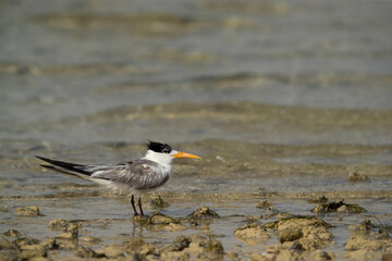 A portrait of a Greater Crested Tern at Busaiteen coast, Bahrain