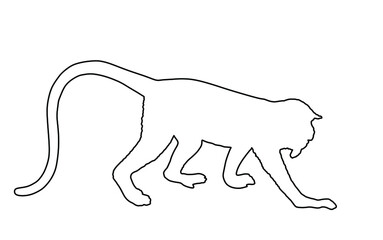 Langur Monkey line contour vector isolated on white background. Red-shanked Douc (Pygathrix nemaeus). Yellow face Shin shin Named lemur. 