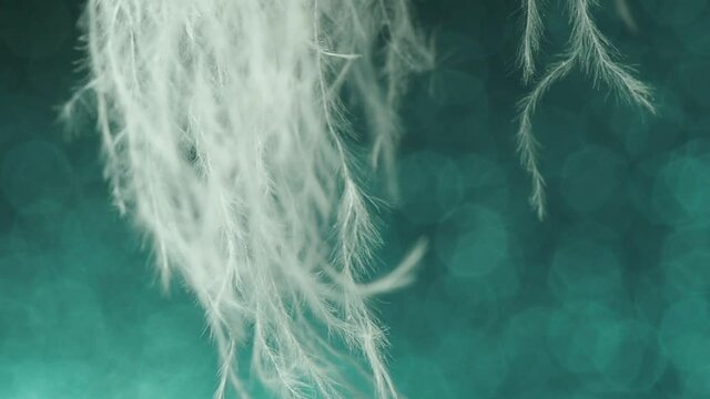 Close-up white bird fluff swaying in the wind on a blue background, with a bokeh
