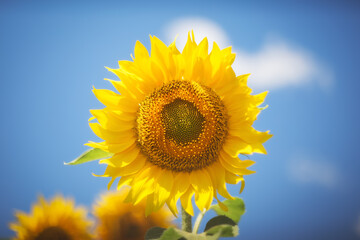 Obraz premium Sunflower close-up. Soft and selective focus. Yellow sunflower against a blue sky. Image with a copy of the space.