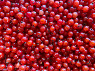 Background of ripe juicy red currant berries.