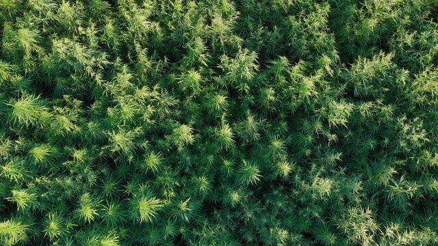 The hemp field aerial drone marijuana cannabis down bird eye view right side camera movement
