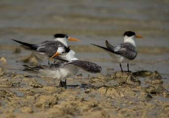 Greater Crested Tern at Busaiteen coast, Bahrain