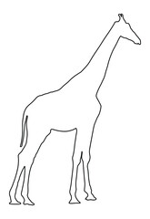 Giraffe line contour vector illustration isolated on white background. African animal.  Tallest animal. Safari trip attraction. Big five. Giraffe in standing pose portrait .