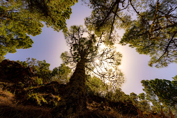 Canarian pine forest in the Canary Islands in its mountains and peaks with wild vegetation and reflections of the sun