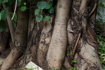 Stem and roots of Ficus religiosa or sacred fig also know as peepal tree in India