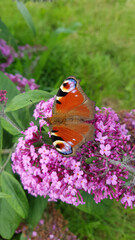Peacock butterfly on butterfly bush