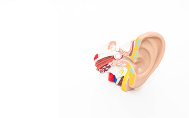 Mock ear of a man on a white background. The concept of diseases of the outer and middle ear,...