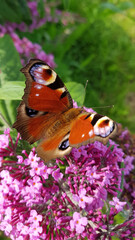 Fototapeta na wymiar Peacock butterfly on butterfly bush