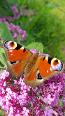 Peacock butterfly on butterfly bush