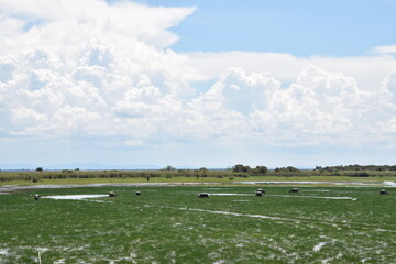 Clouds in the sky above the wetland