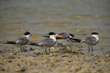 Greater Crested Terns at Busaiteen coast, Bahrain