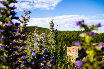 Obraz premium landscape
