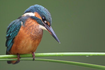 A young Common Kingfisher (Alcedo atthis) by the river on a beautiful branch, looking into the water, waiting for a fish.